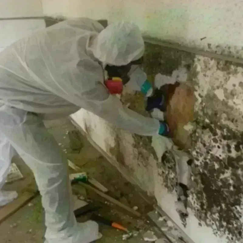 Mold Remediation and Removal in Shinnston, WV